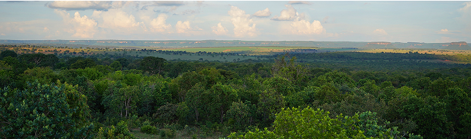 be my flora ブラジル酵素農場