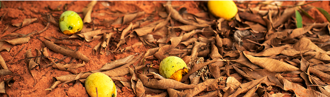 be my flora 奇跡の土壌