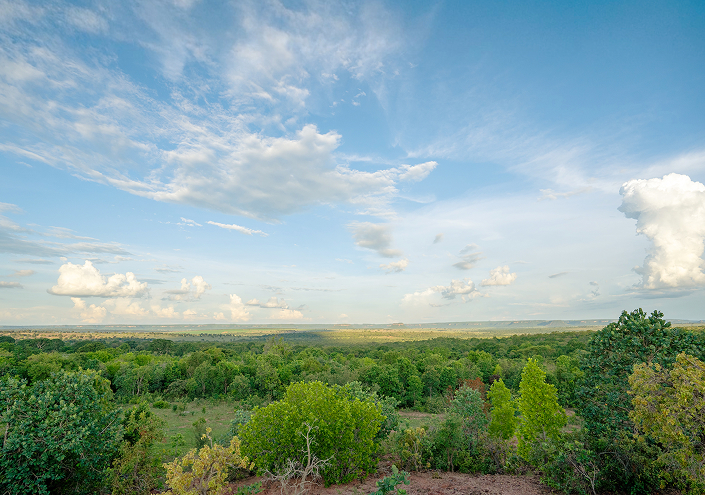 be my flora ブラジル大地の恵み