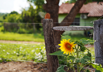 be my flora ブラジル大地の恵み