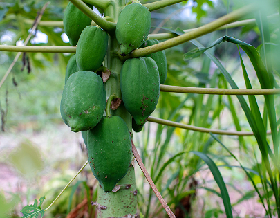 be my flora ブラジル大地の恵み