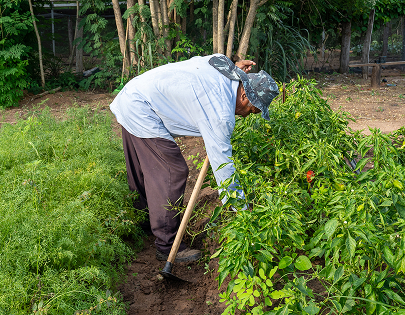 be my flora ブラジル大地の恵み