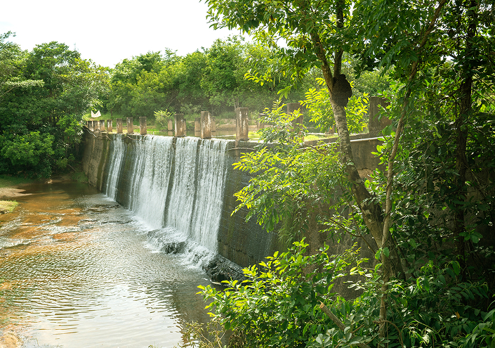 be my flora ブラジル大地の恵み