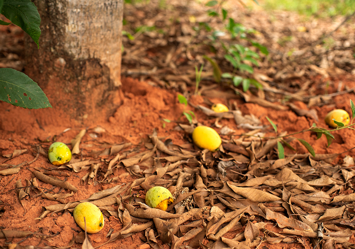 be my flora ブラジル大地の恵み