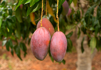 be my flora ブラジル大地の恵み