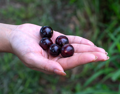 be my flora ブラジル大地の恵み