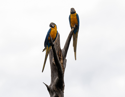 be my flora ブラジル大地の恵み