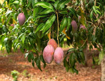 be my flora ブラジル大地の恵み