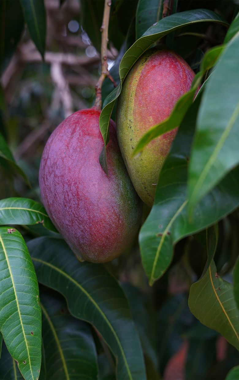 be my flora ブラジル大地の恵み