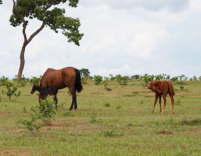 be my flora 10年熟成の軌跡